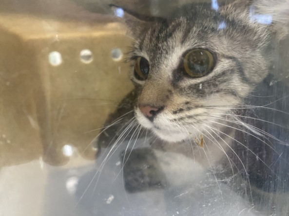 Shelter Stray Female Cat last seen , 1850 W 60th St, Los Angeles, CA 90047, USA
