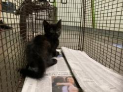 Shelter Stray Male Cat last seen , 1850 W 60th St, Los Angeles, CA 90047, USA