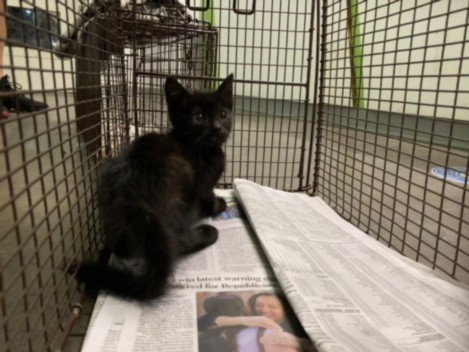 Shelter Stray Male Cat last seen , 1850 W 60th St, Los Angeles, CA 90047, USA