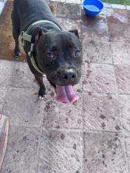 Reunited Male Dog last seen Mohawk drive and central ave , Phoenix, AZ 85027
