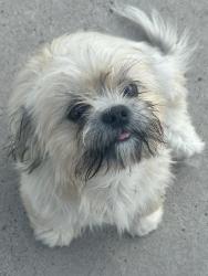 Lost Female Dog last seen La homa, Palmview, TX 78572