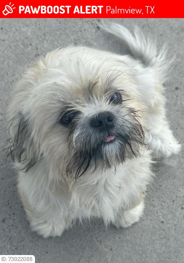 Lost Female Dog last seen La homa, Palmview, TX 78572