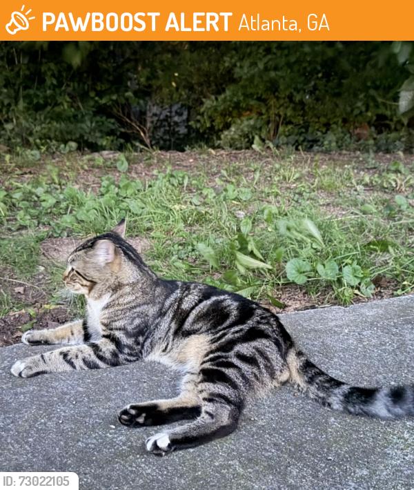 Found/Stray Male Cat last seen Dad's Garage, Atlanta, GA 30312