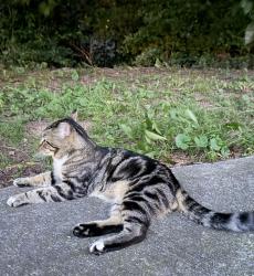 Found/Stray Male Cat last seen Dad's Garage, Atlanta, GA 30312