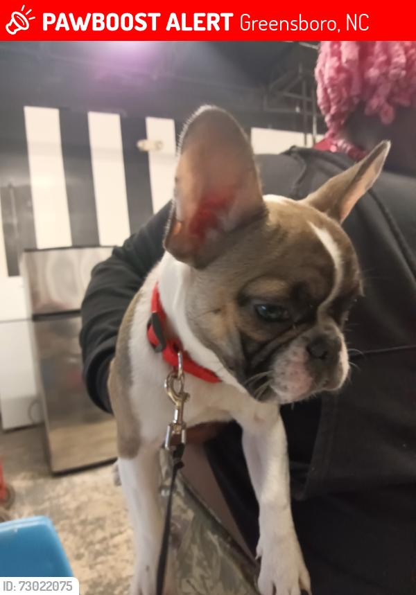 Lost Female Dog last seen Coliseum area, Greensboro, NC 27407