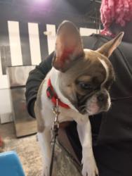 Lost Female Dog last seen Coliseum area, Greensboro, NC 27407
