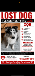 Reunited Female Dog last seen Near Miramar way west Palm beach , West Palm Beach, FL 33405
