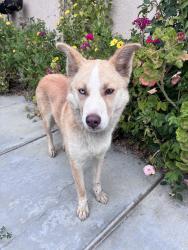Reunited Unknown Dog last seen Winchester and Jean Nicolas, Winchester, CA 92596