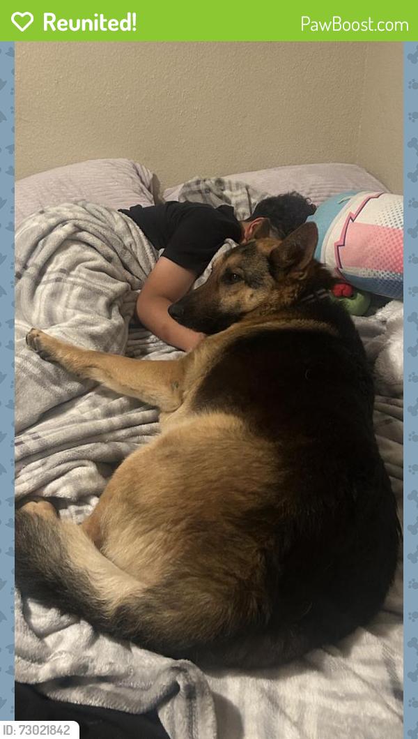 Reunited Female Dog last seen San lorenzo, San Lorenzo, CA 94580