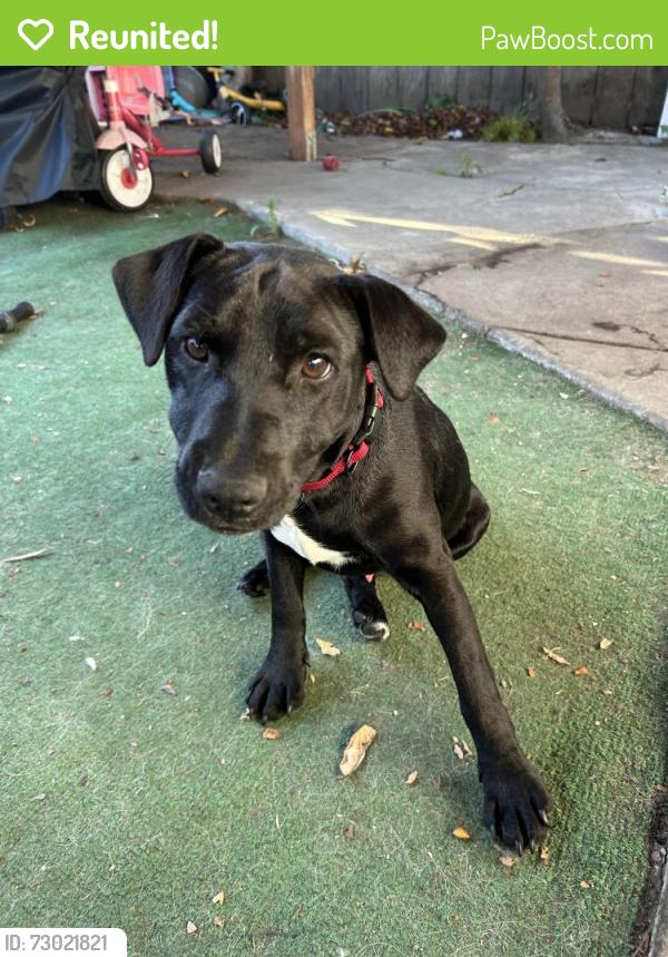 Reunited Male Dog last seen San Lorenzo , San Lorenzo, CA 94580