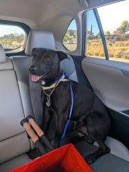 Reunited Male Dog last seen Alta Vista Dr near El Pajodo, Vista, CA 92084