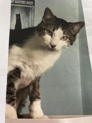 Lost Male Cat last seen The Heritage at Towne Lake, Cypress, TX 77433