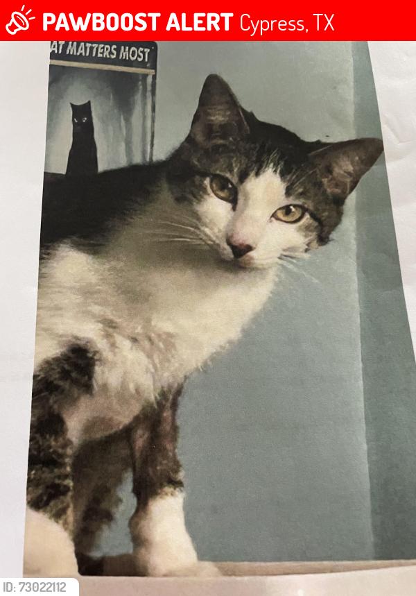 Lost Male Cat last seen The Heritage at Towne Lake, Cypress, TX 77433