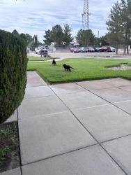 Found/Stray Female Dog last seen Umc fabens, Fabens, TX 79838