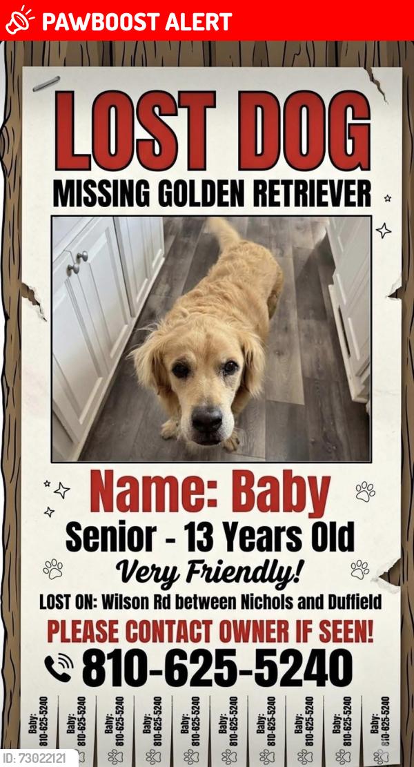 Lost Female Dog last seen Wilson rd and Duffield rd , Montrose Township, MI 48457