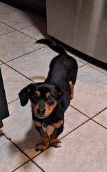 Lost Female Dog last seen Ralston and Wadsworth, Arvada, CO 80003