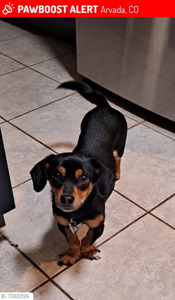 Lost Female Dog last seen Ralston and Wadsworth, Arvada, CO 80003