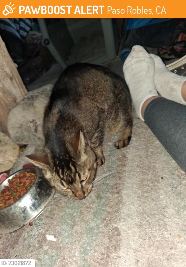 Found/Stray Female Cat last seen Near car wash, Paso Robles, CA 93446