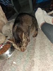 Found/Stray Female Cat last seen Near car wash, Paso Robles, CA 93446