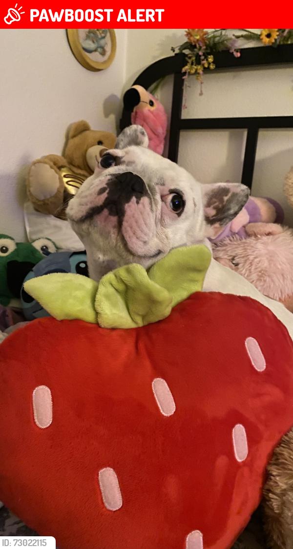 Lost Male Dog last seen lemon st. , Rancho Cucamonga, CA 91737
