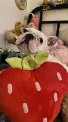 Lost Male Dog last seen lemon st. , Rancho Cucamonga, CA 91737