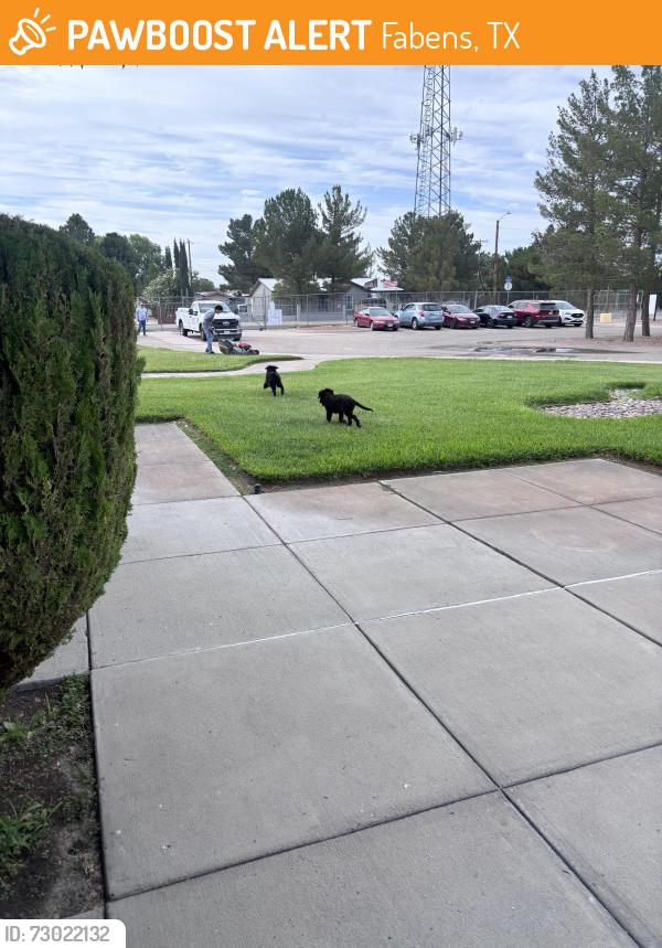 Found/Stray Female Dog last seen UMC fabens, Fabens, TX 79838