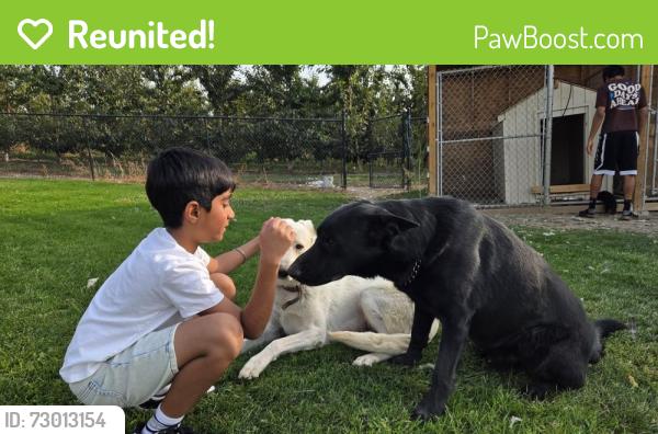 Reunited Male Dog last seen Morrison road Kelowna , Kelowna, BC V1X