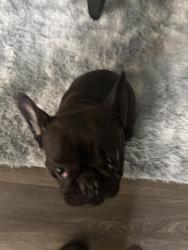 Lost Female Dog last seen Near Woodcrest Village by Kroger on Covington Highway, Lithonia, GA 30058