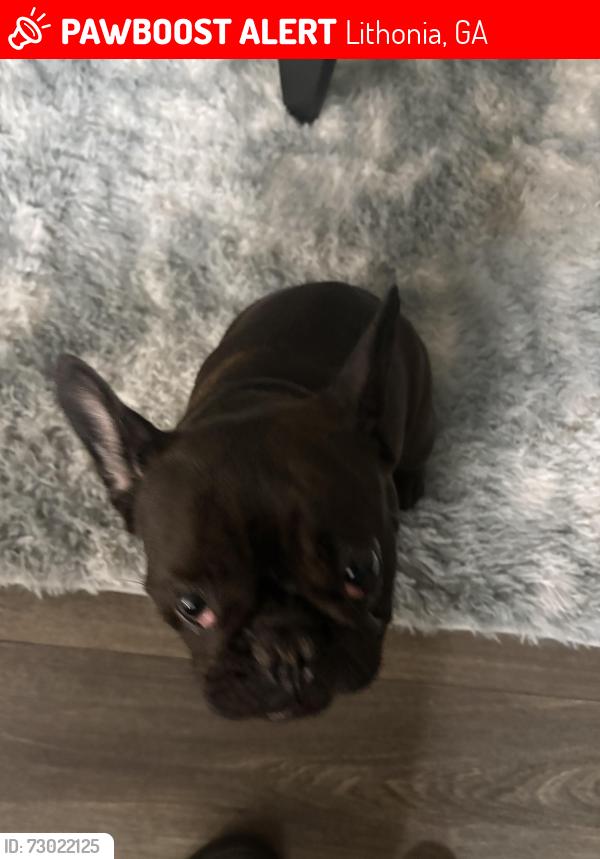 Lost Female Dog last seen Near Woodcrest Village by Kroger on Covington Highway, Lithonia, GA 30058