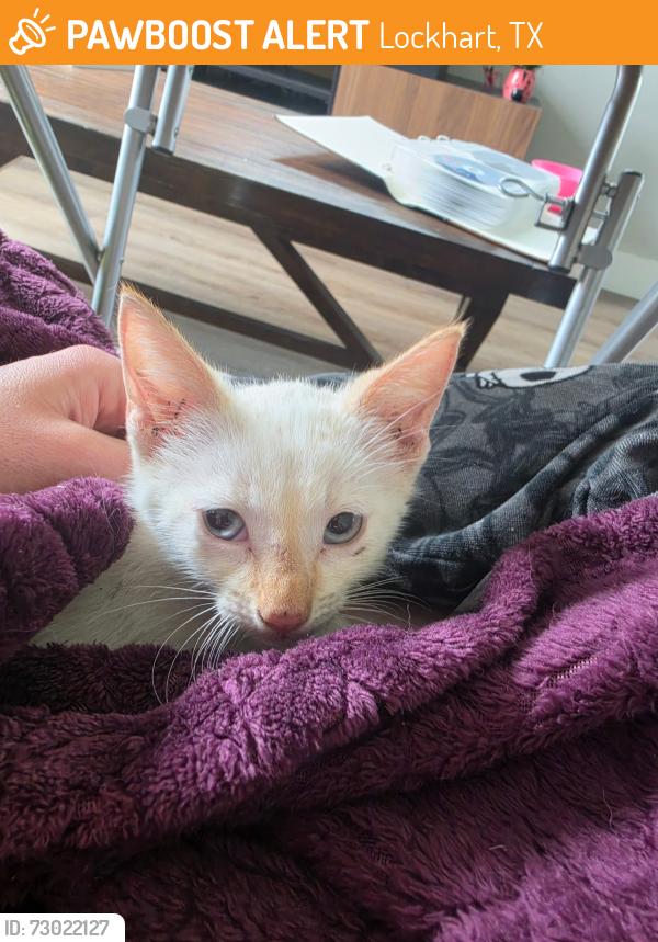 Found/Stray Male Cat last seen Feild, Lockhart, TX 78644