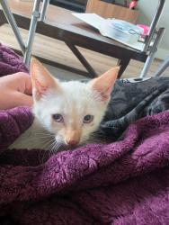 Found/Stray Male Cat last seen Feild, Lockhart, TX 78644