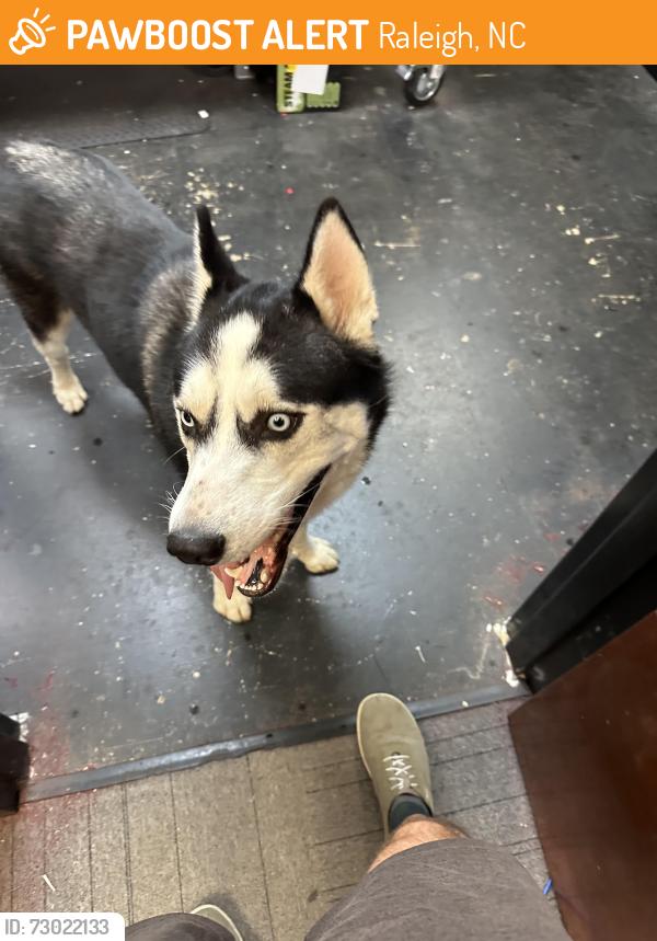 Found/Stray Male Dog last seen North State Signs, 553 Pylon Drive, Raleigh, Raleigh, NC 27606