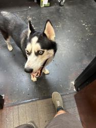 Found/Stray Male Dog last seen North State Signs, 553 Pylon Drive, Raleigh, Raleigh, NC 27606