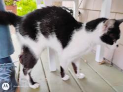 Found/Stray Unknown Cat last seen parkside drive and tyndale avenue, Baltimore, MD 21214
