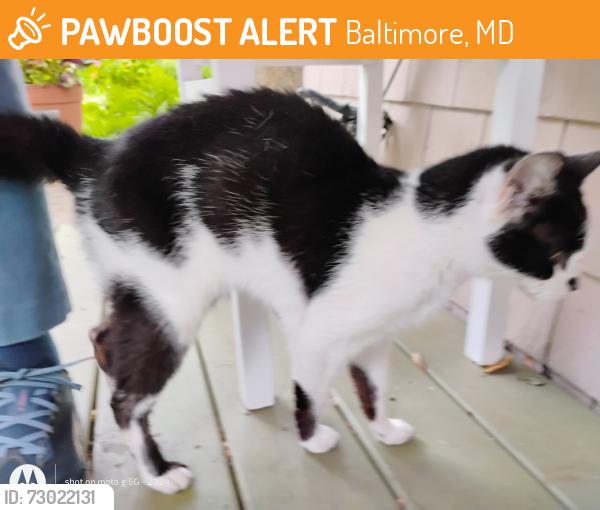Found/Stray Unknown Cat last seen parkside drive and tyndale avenue, Baltimore, MD 21214