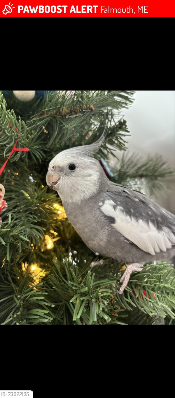 Lost Male Bird last seen Gray road west Falmouth Cumberland county , Falmouth, ME 04105