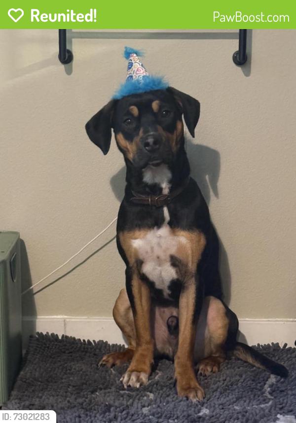 Reunited Male Dog last seen Boones Ferry and Southwest Mohawk, Tualatin, OR 97062