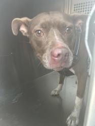 Shelter Stray Female Dog last seen Near VAN NATTA LN, East District, TX, 355 Hillshire Dr, Haslet, TX 76052, USA
