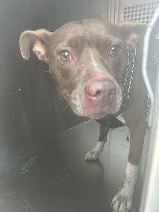 Shelter Stray Female Dog last seen Near VAN NATTA LN, East District, TX, 355 Hillshire Dr, Haslet, TX 76052, USA