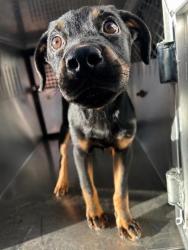 Shelter Stray Female Dog last seen Near Joyce Dr, West District, TX, 355 Hillshire Dr, Haslet, TX 76052, USA