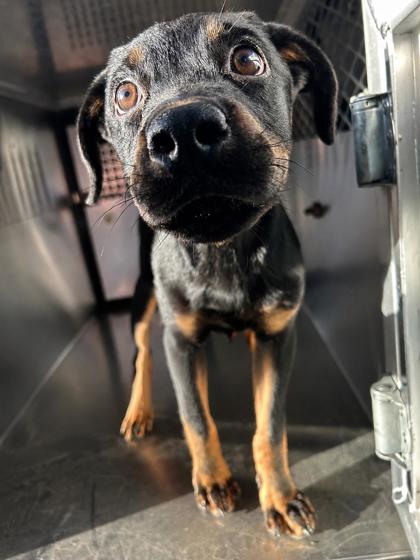 Shelter Stray Female Dog last seen Near Joyce Dr, West District, TX, 355 Hillshire Dr, Haslet, TX 76052, USA