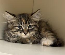 Shelter Stray Female Cat last seen Tienda El Tikal Chamblee ga 30341, 30341, GA, 3280 Chamblee Dunwoody Rd, Chamblee, GA 30341, USA