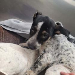 Shelter Stray Female Dog last seen Parking lot of HSMSC, Shelby County,, 935 Farm Rd, Memphis, TN 38134, USA