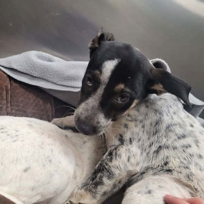 Shelter Stray Female Dog last seen Parking lot of HSMSC, Shelby County,, 935 Farm Rd, Memphis, TN 38134, USA