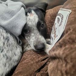 Shelter Stray Female Dog last seen Parking lot of HSMSC, Shelby County,, 935 Farm Rd, Memphis, TN 38134, USA