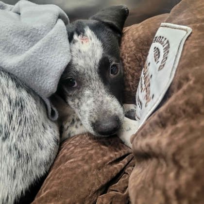 Shelter Stray Female Dog last seen Parking lot of HSMSC, Shelby County,, 935 Farm Rd, Memphis, TN 38134, USA