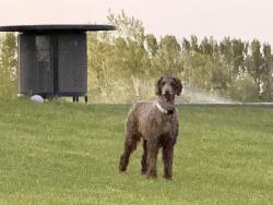 Found/Stray Unknown Dog last seen Near n 575 3, Firth, ID 83236