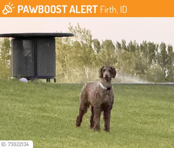Found/Stray Unknown Dog last seen Near n 575 3, Firth, ID 83236