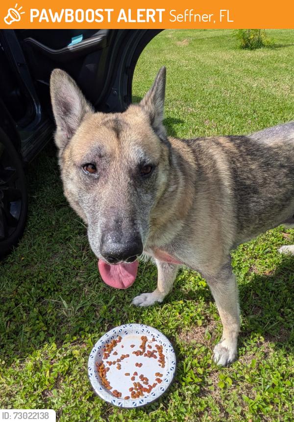 Found/Stray Male Dog last seen Henderson Ave and lenna ave, Seffner, FL 33584