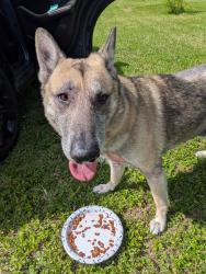 Found/Stray Male Dog last seen Henderson Ave and lenna ave, Seffner, FL 33584